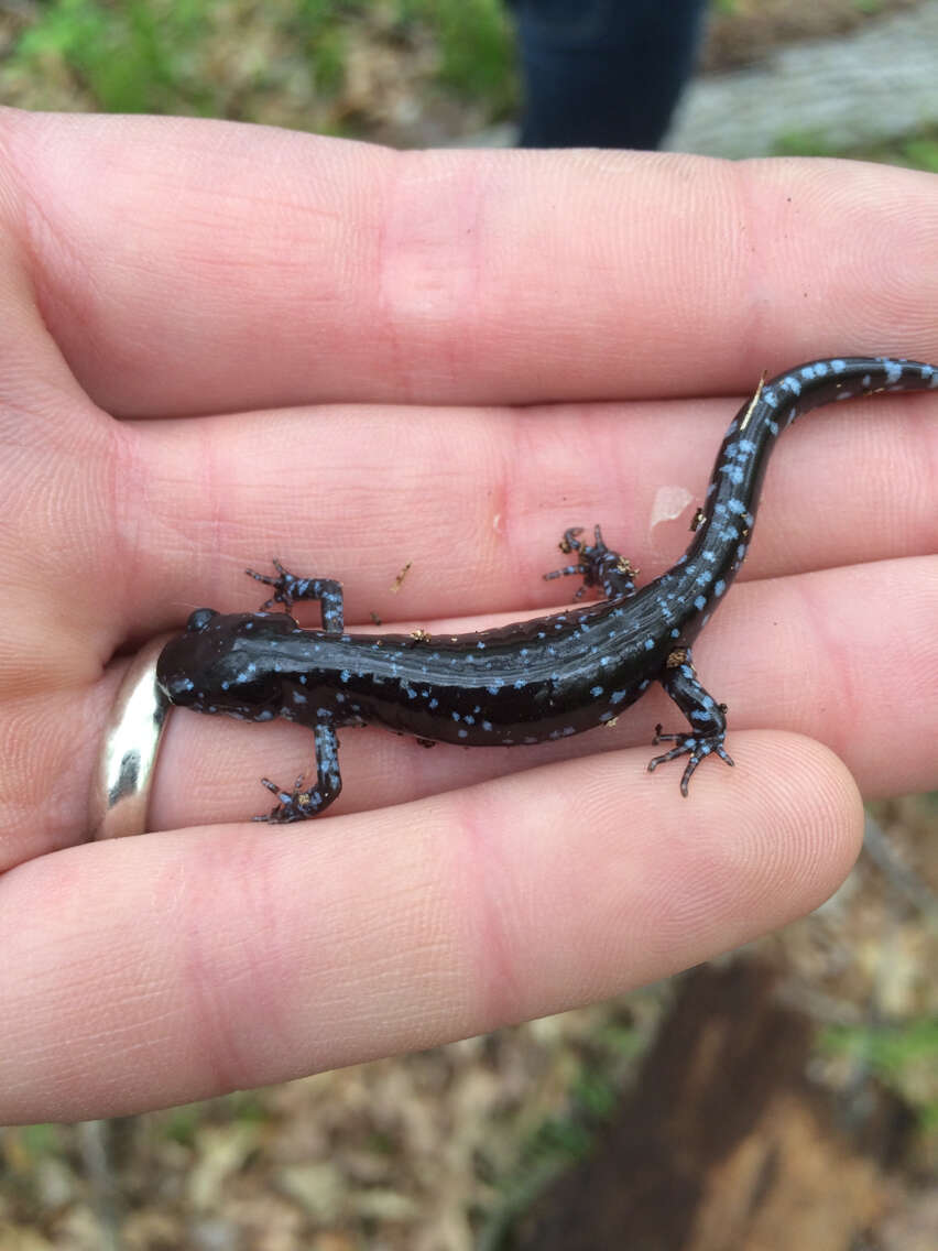 صورة Ambystoma laterale Hallowell 1856