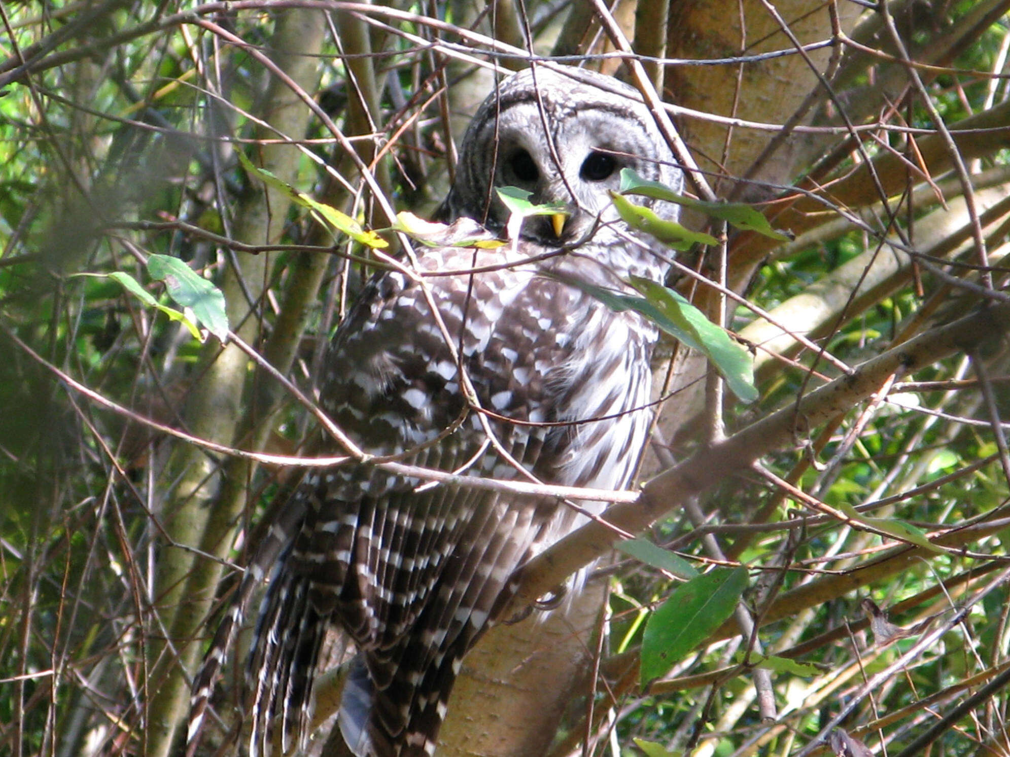 Image of Barred Owl