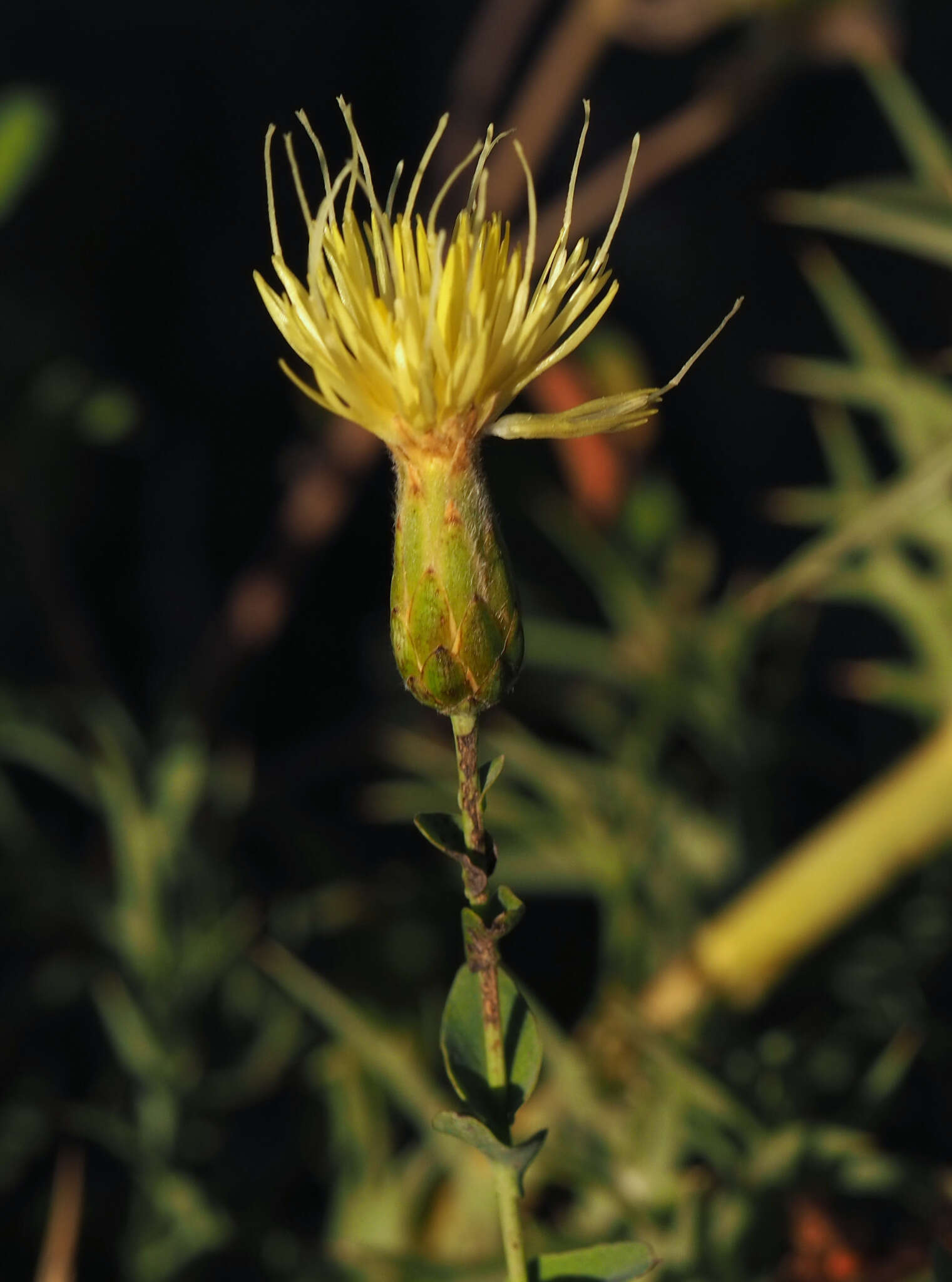 Image of Klasea cerinthifolia (Sm.) Greuter & Wagenitz