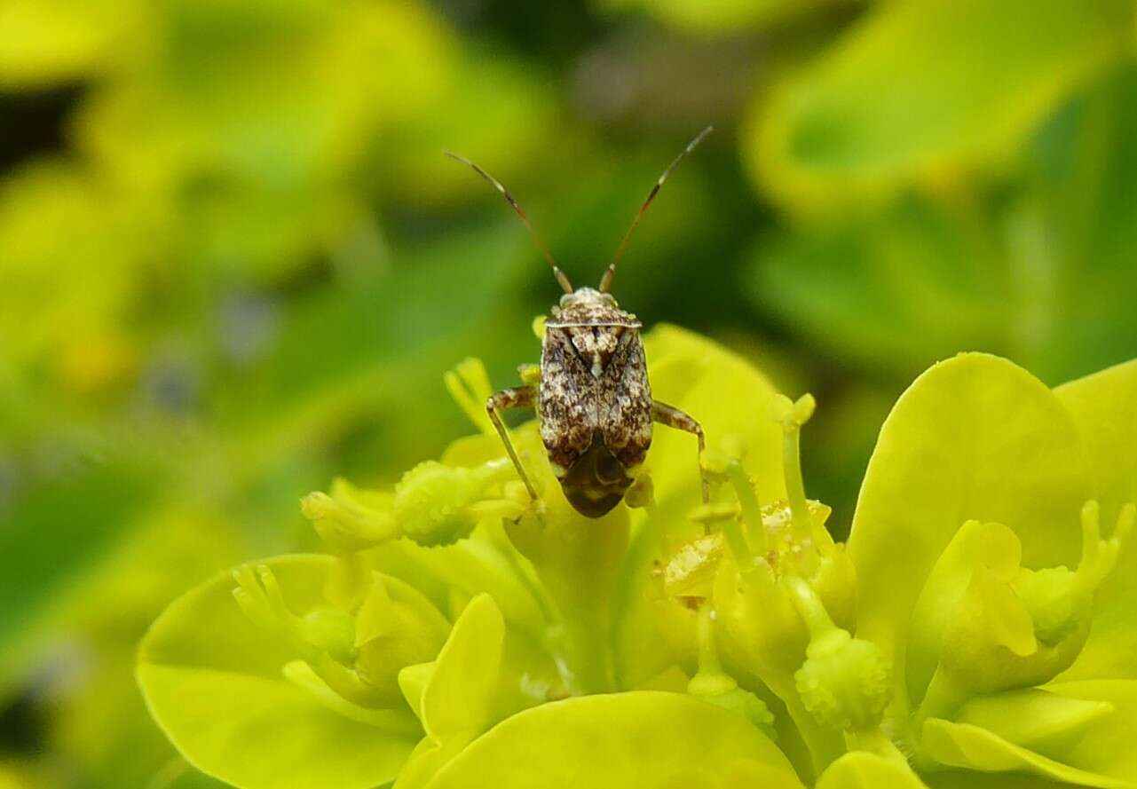 Image of Australian Crop Mirid