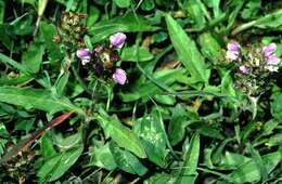 Image of large-flowered selfheal