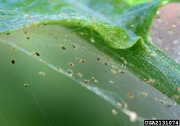 Image of Two-spotted spider mite