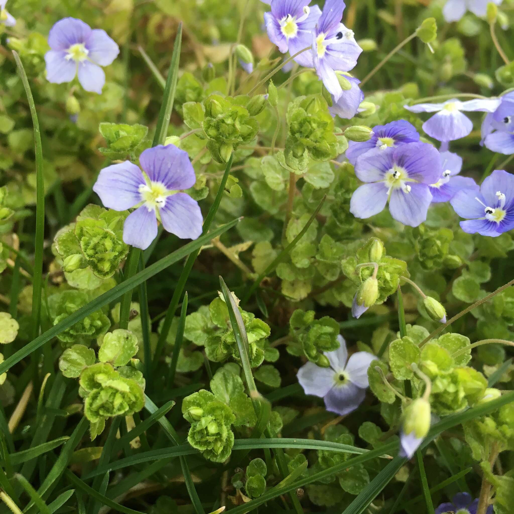 Image of slender speedwell