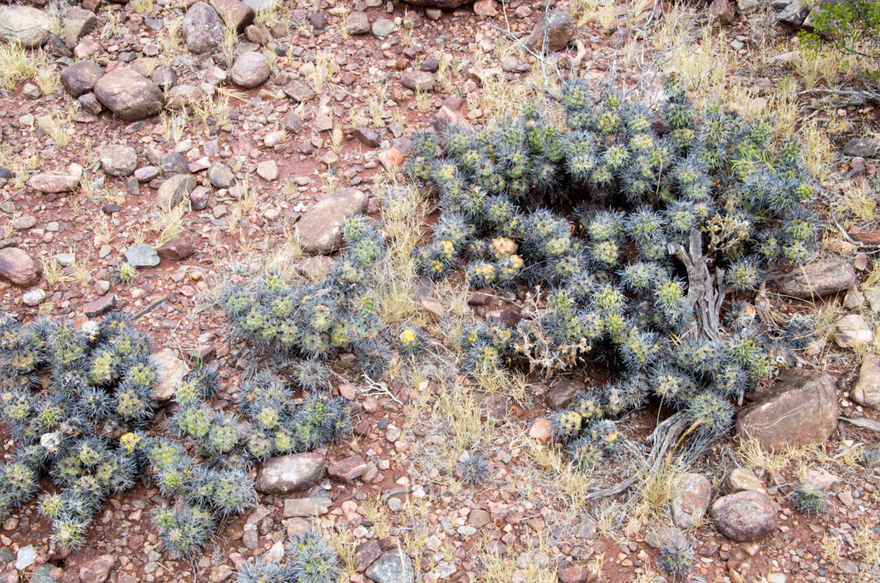 Image of Tephrocactus alexanderi (Britton & Rose) Backeb.