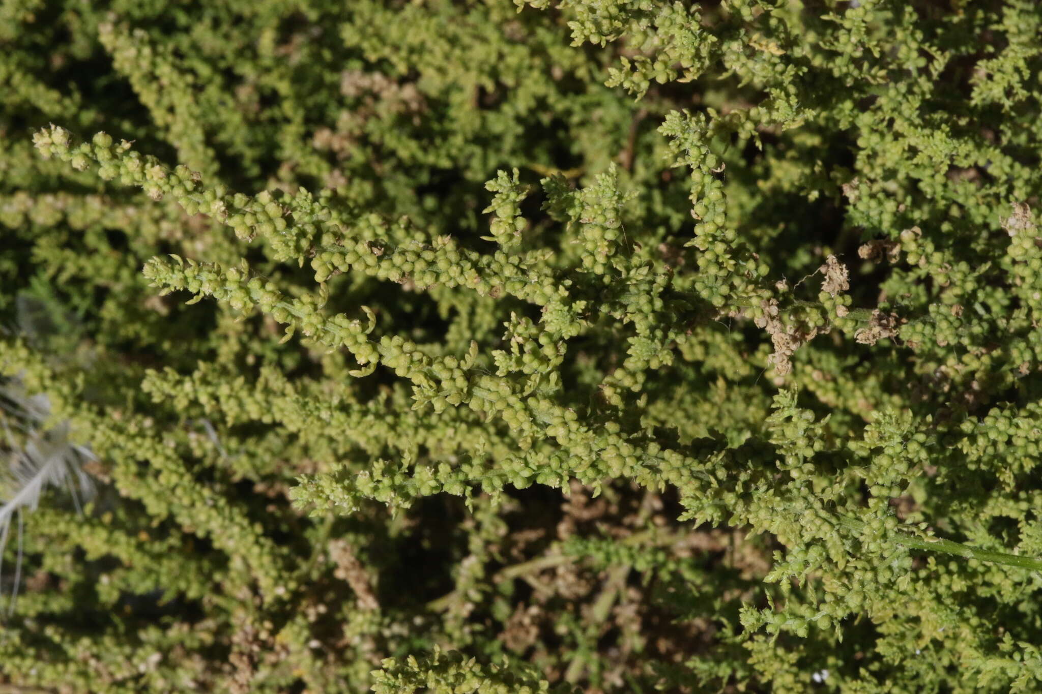 Image of cutleaf goosefoot