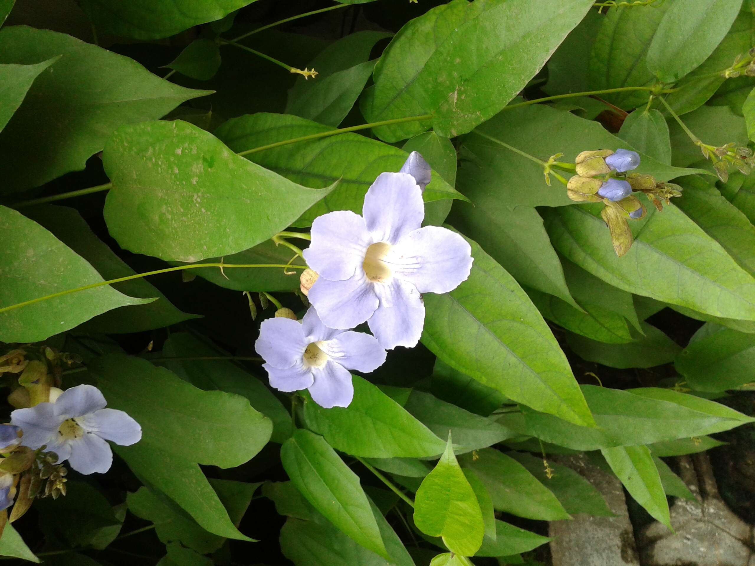 Image of Bengal clock vine