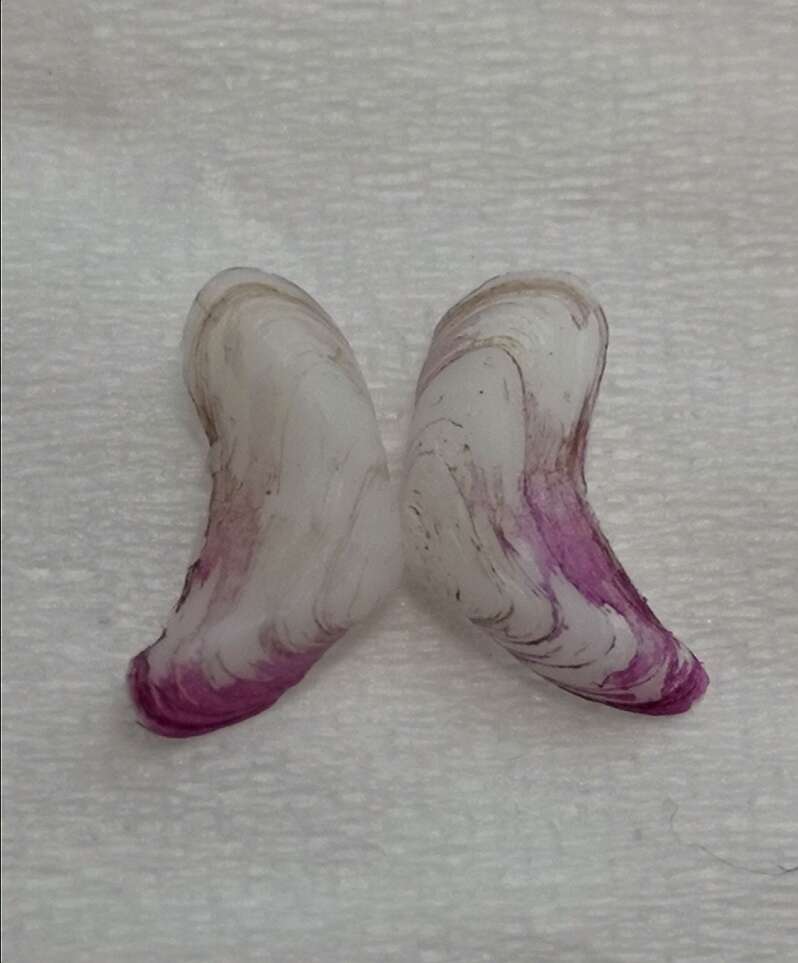 Image of boomerang clam