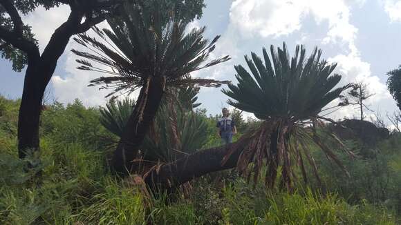 Image of Cycad