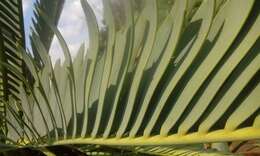 Image of Cycad