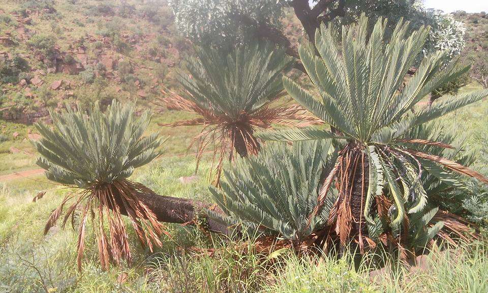 Image of Cycad