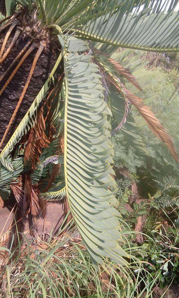 Image of Cycad