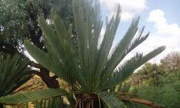 Image of Cycad