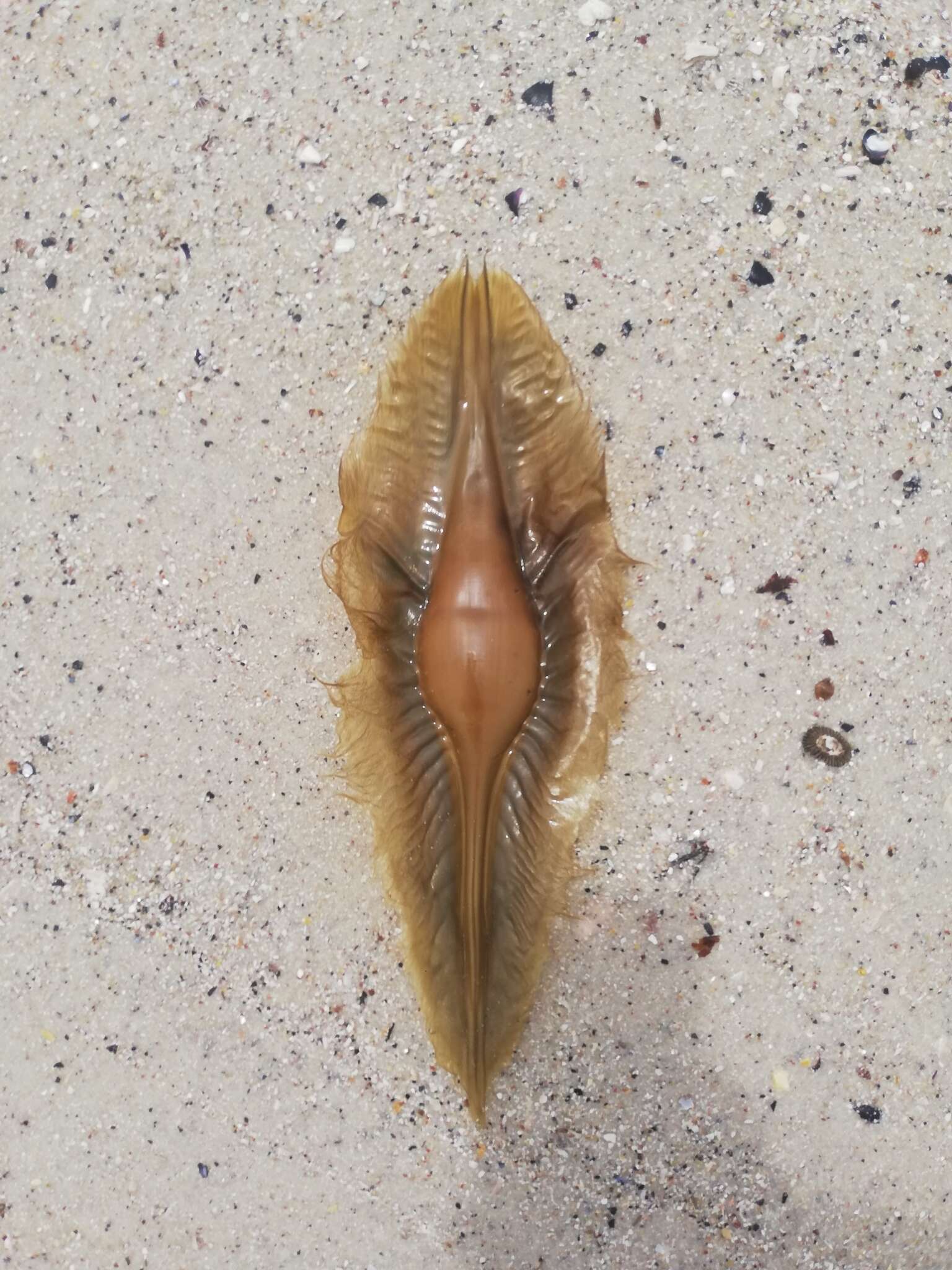 Image of Cape Elephantfish