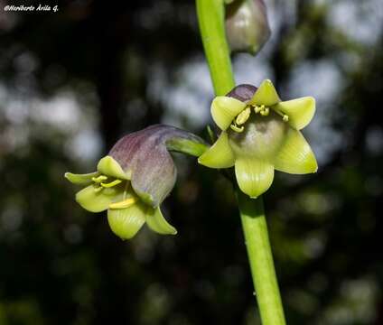 Image of Agave bulliana (Baker) Thiede & Eggli