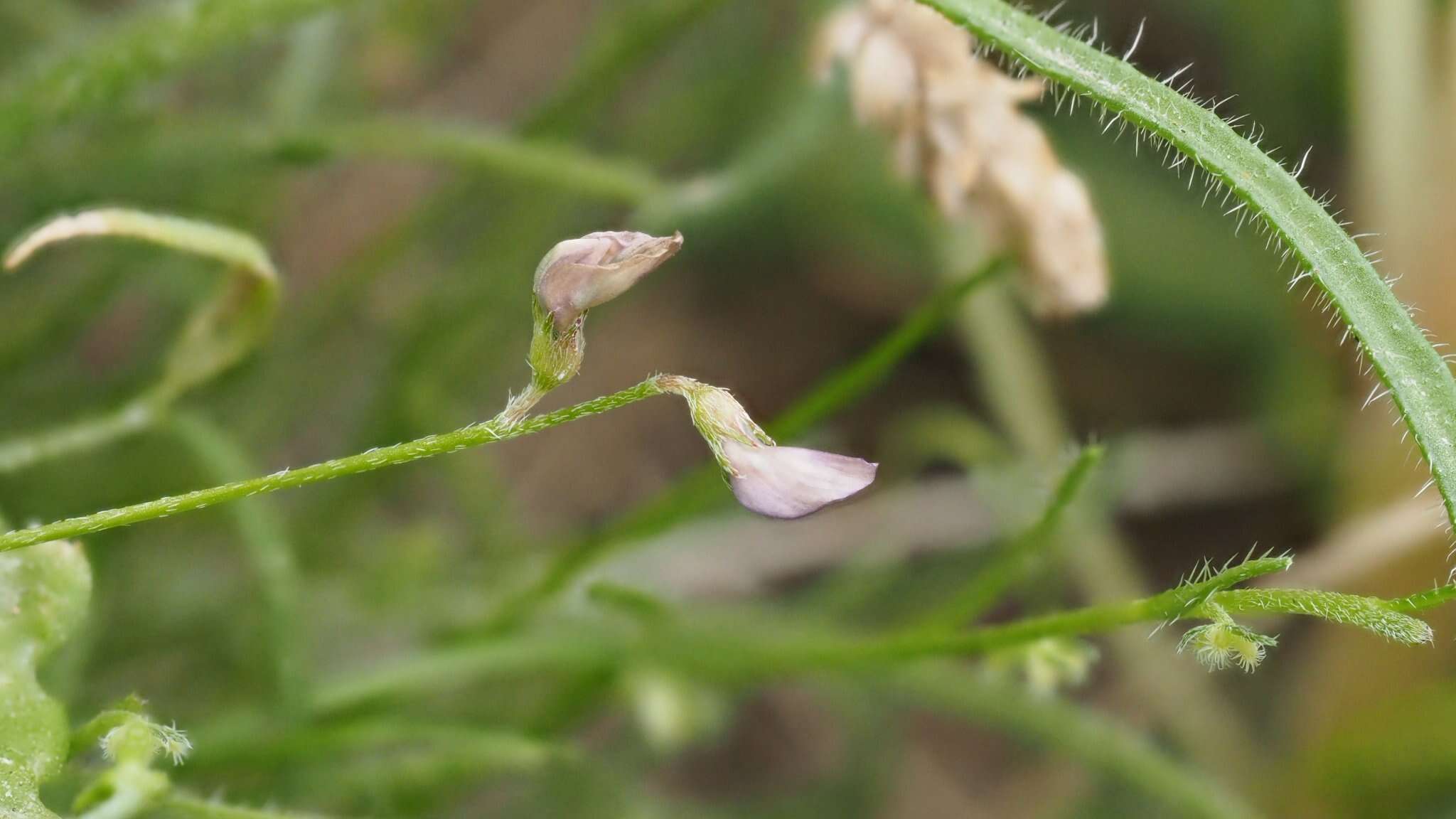 Imagem de Astragalus nuttallianus var. imperfectus (Rydb.) Barneby