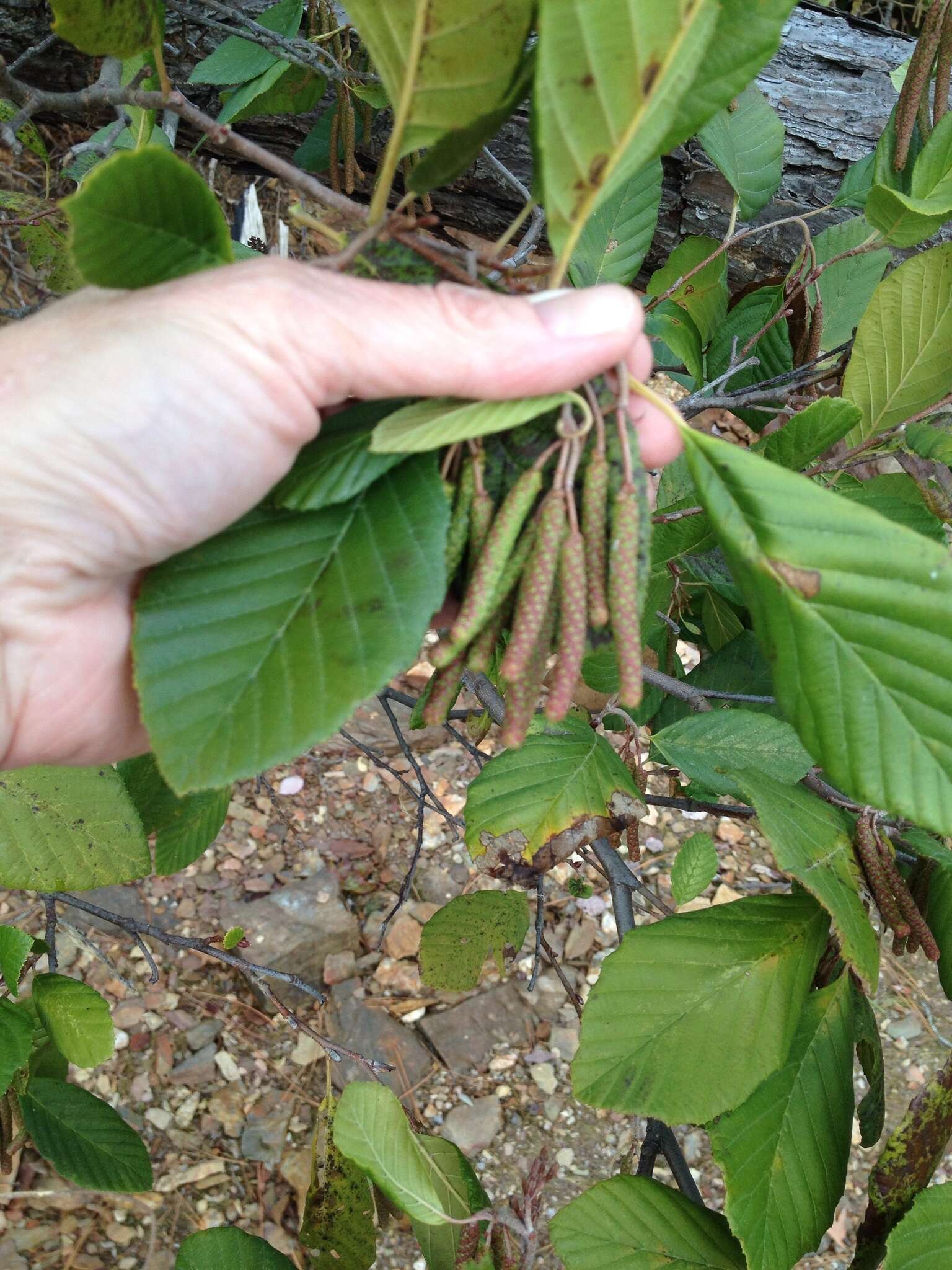 Plancia ëd Alnus serrulata (Aiton) Willd.