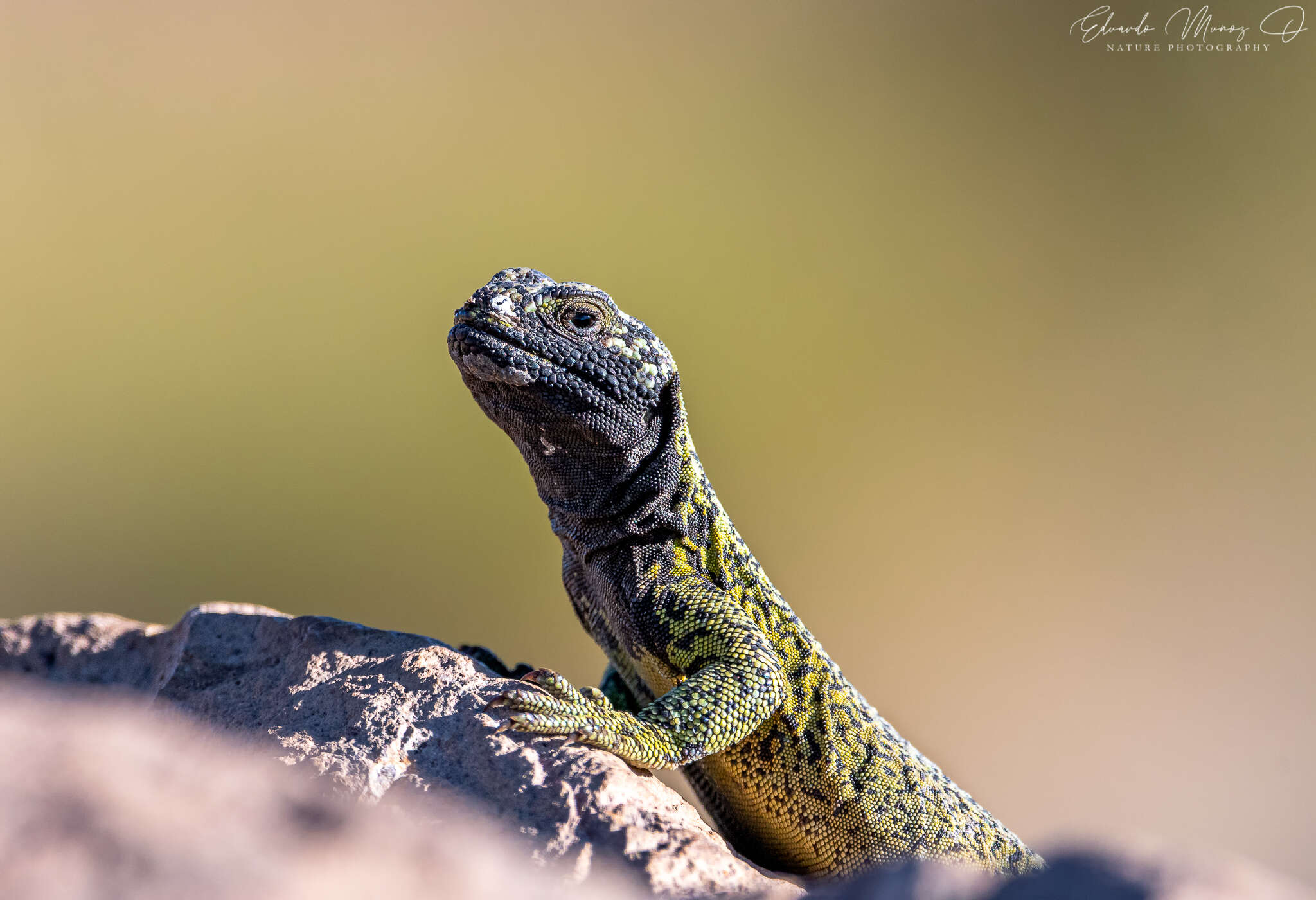 Image of Phymaturus loboi Troncoso-Palacios, Ferri-Yáñez, Laspiur & Aguilar 2019