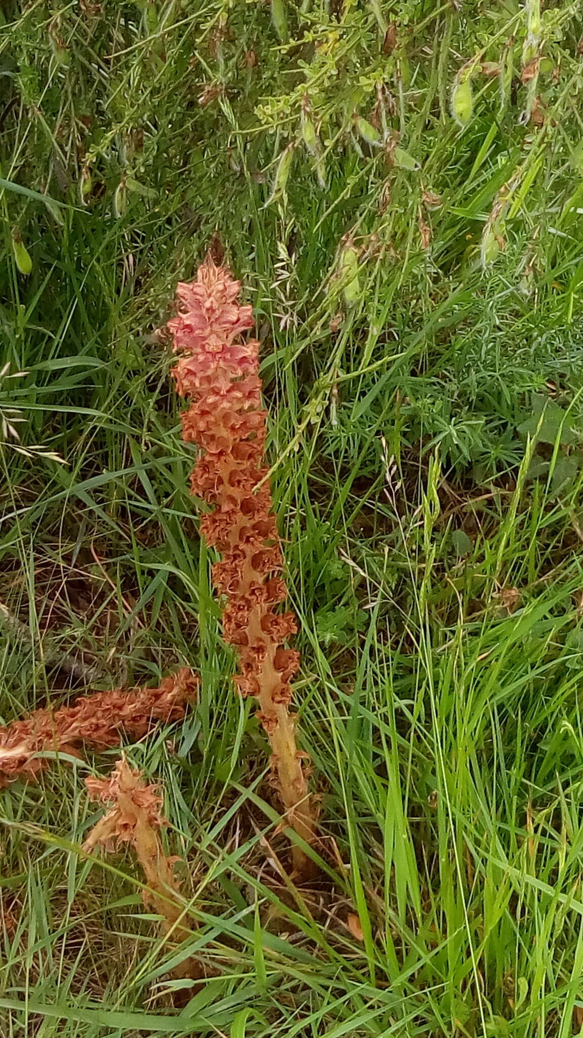 Image of greater broomrape