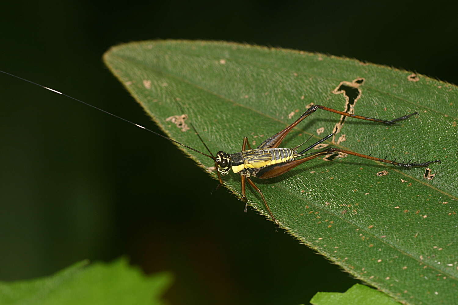 Image de Nisitrus musicus Ingrisch 1987