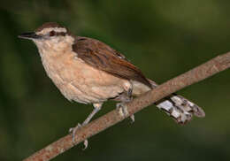 Image of Bicolored Wren