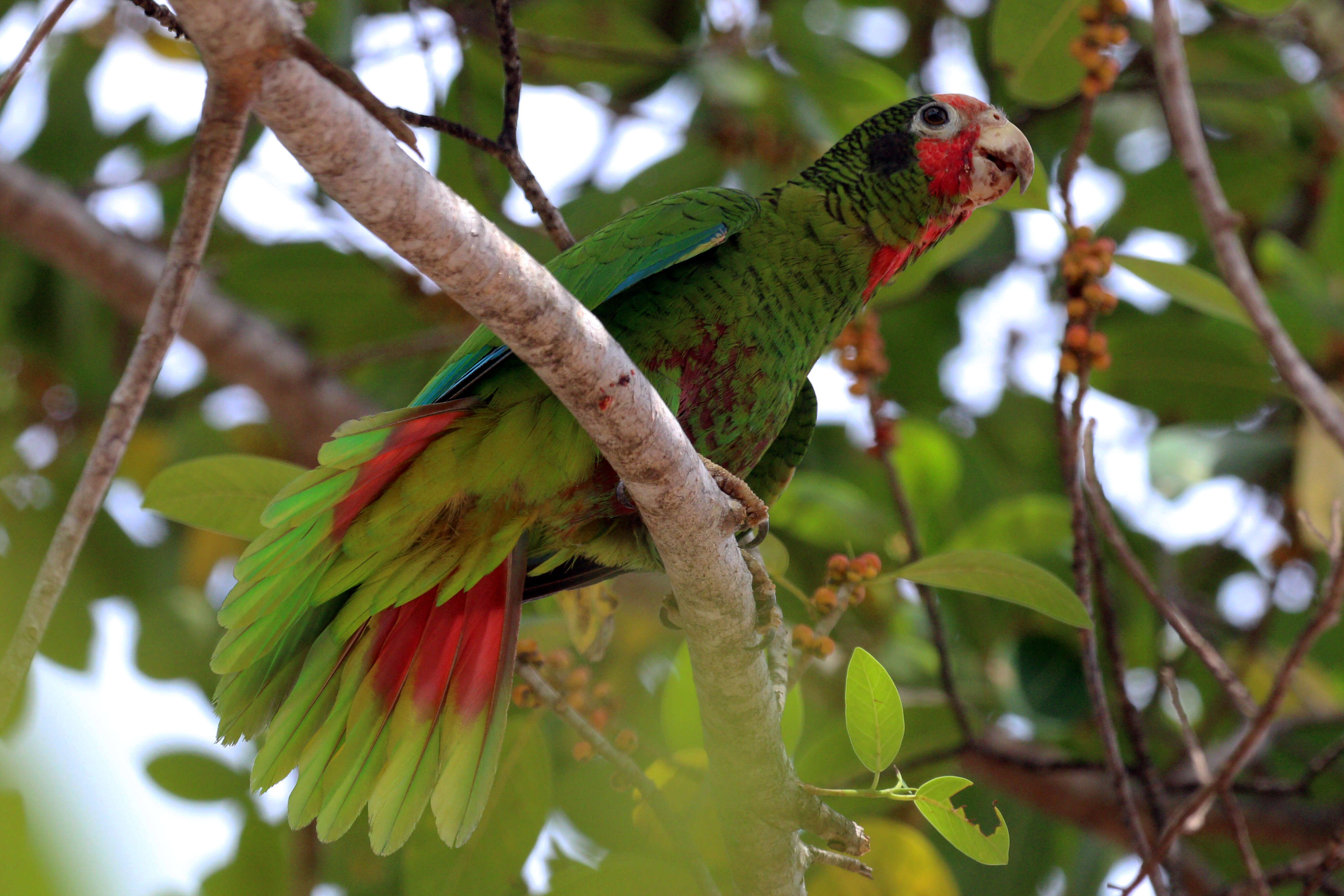 Image of Bahamas Parrot