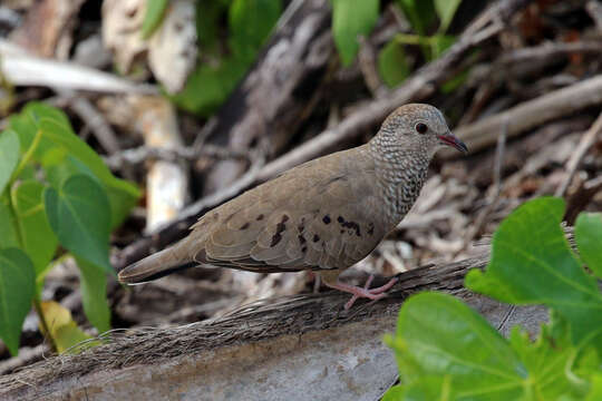 Image of Common Ground Dove