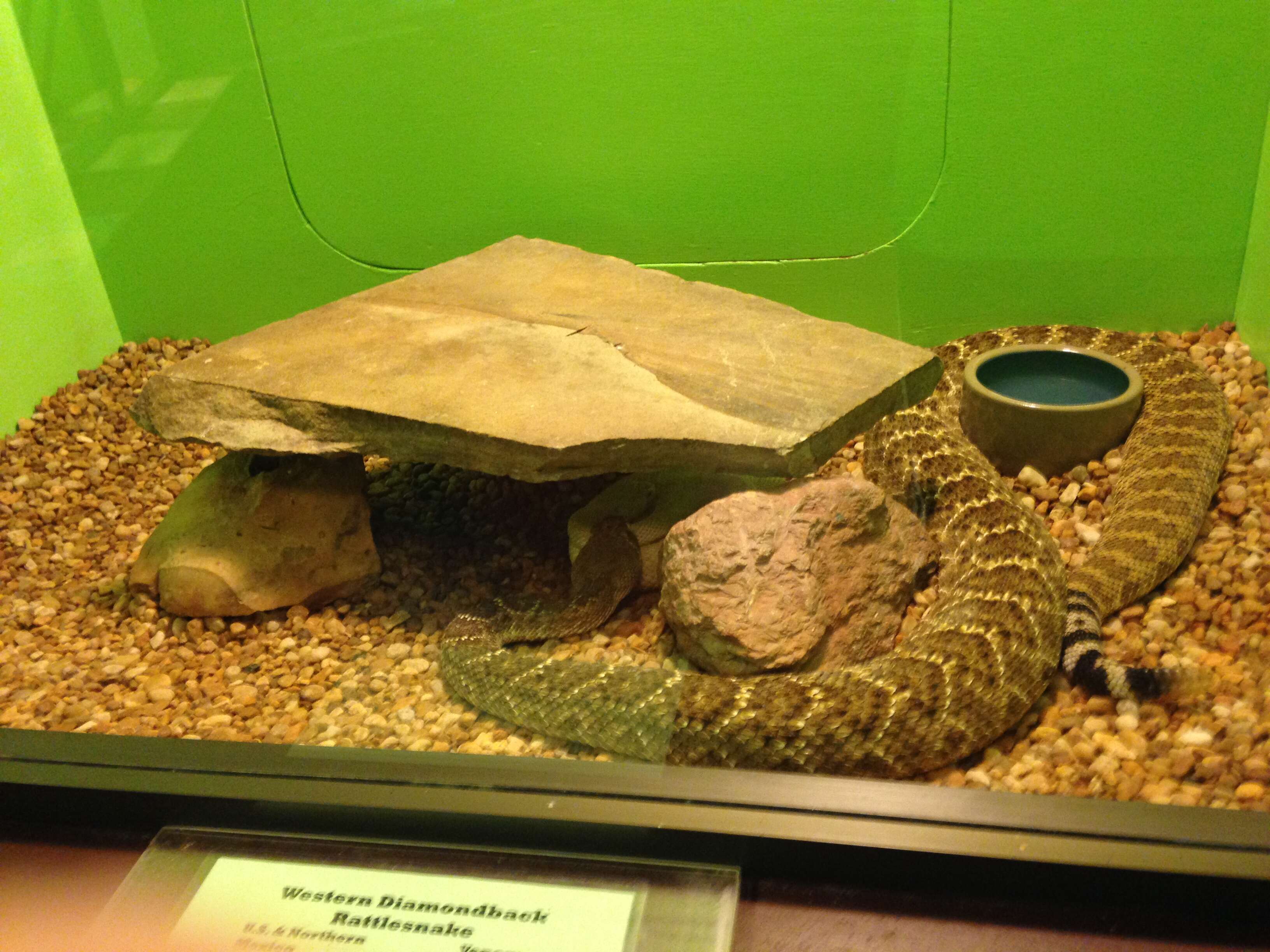 Image of Western Diamond-backed Rattlesnake