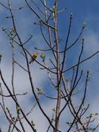 Image of Blackburnian Warbler