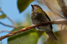 Plancia ëd Cyclarhis nigrirostris Lafresnaye 1842