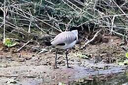 Image of River Lapwing