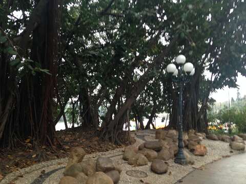 Image of Chinese banyan