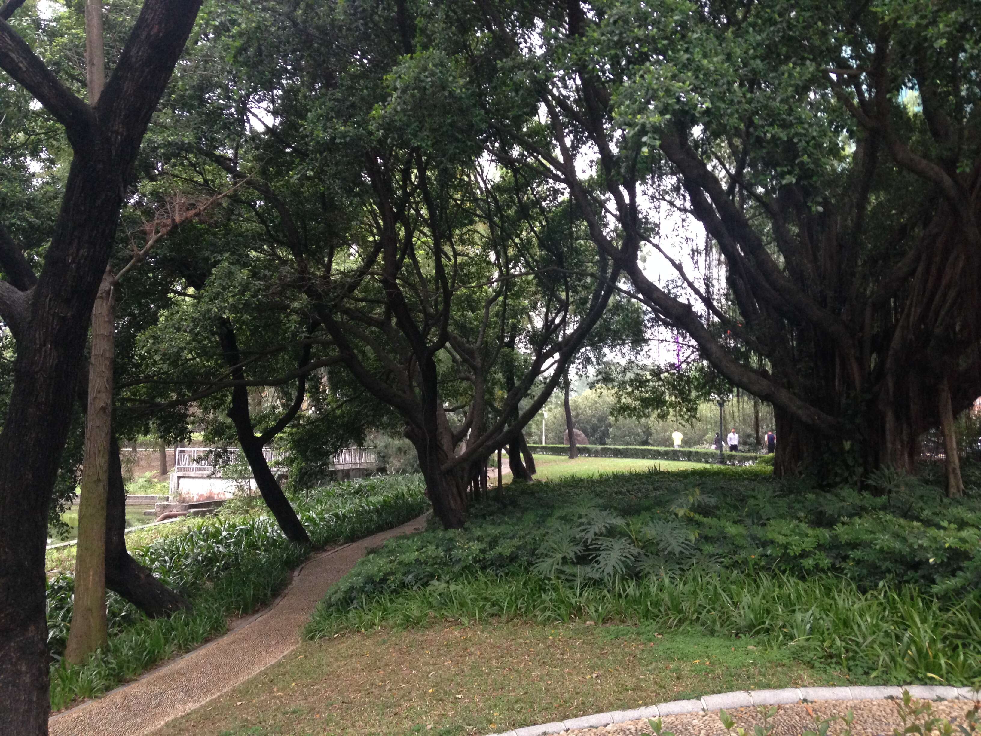 Image of Chinese banyan