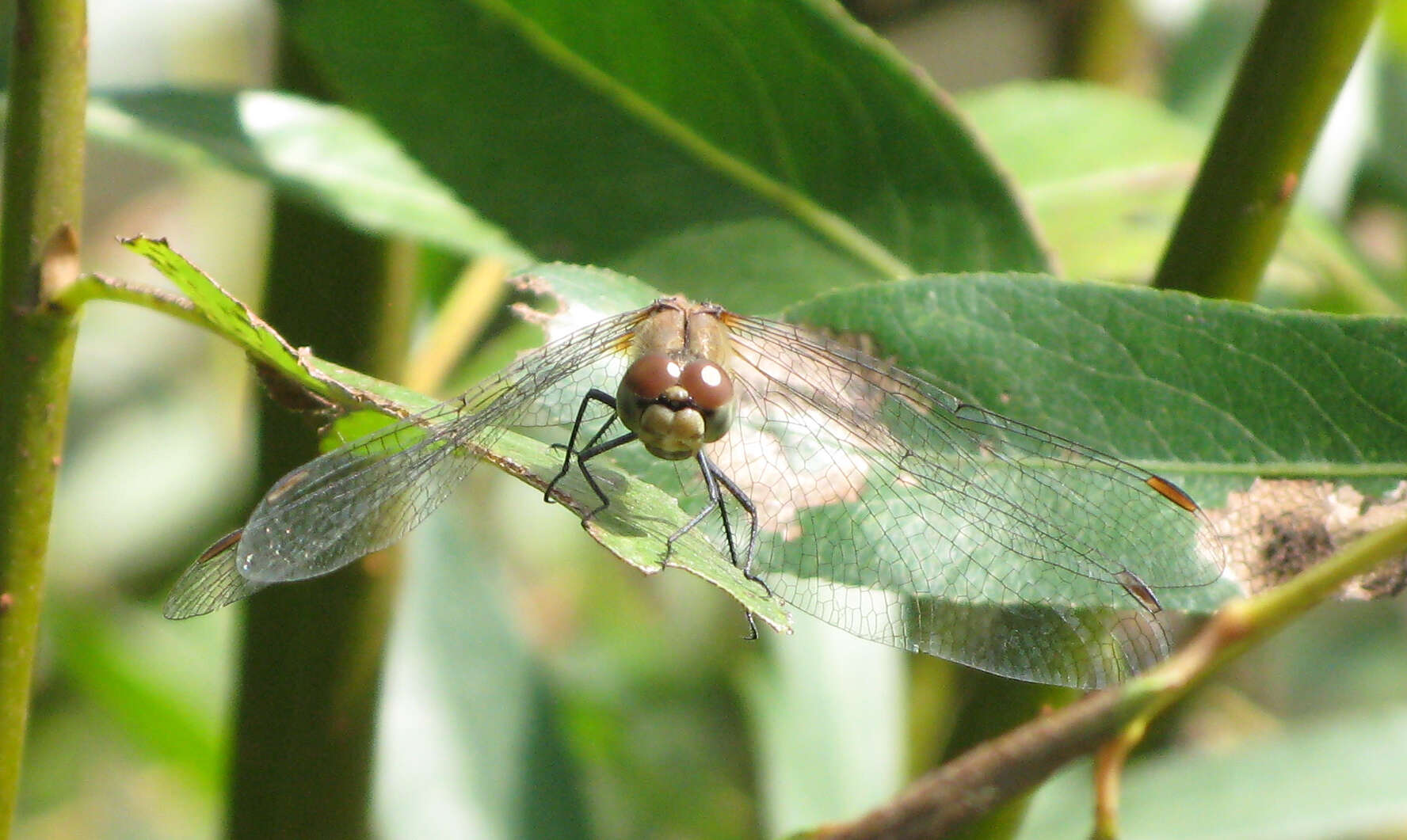 Image of Ruddy Darter