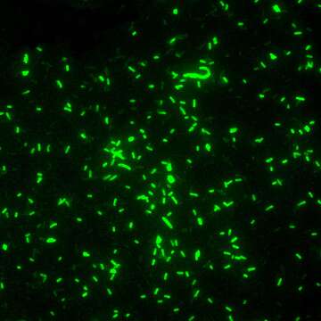 Image of 'Yersinia pseudotuberculosis complex'