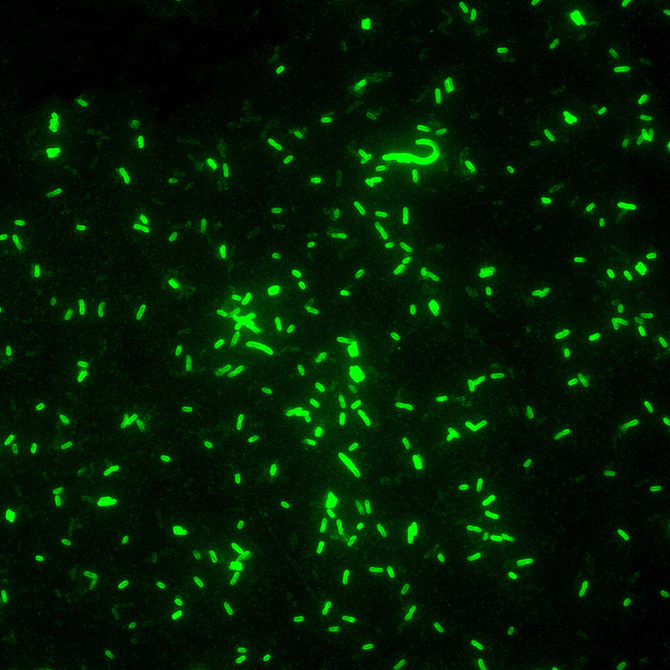 Image of 'Yersinia pseudotuberculosis complex'