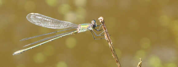 Image of Chalcolestes Kennedy 1920