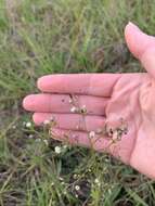 Image of Island American-Aster