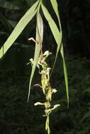 Image of Epidendrum hymenodes Lindl.