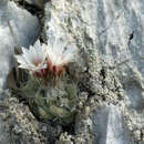 Image of Turbinicarpus hoferi Lüthy & A. B. Lau