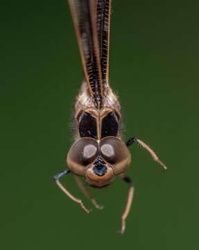 Image of Telephlebia cyclops Tillyard 1916