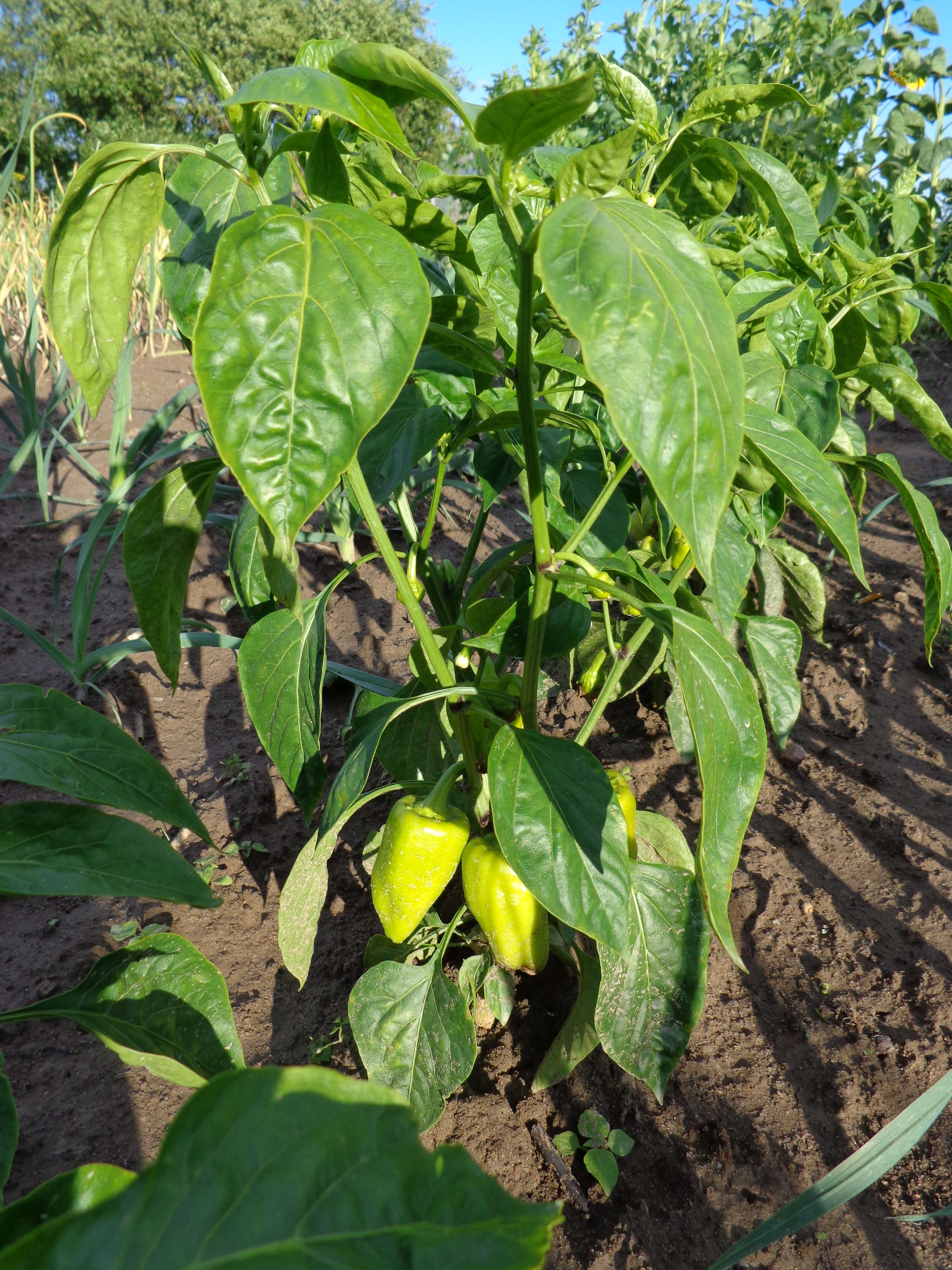 Image of cayenne pepper