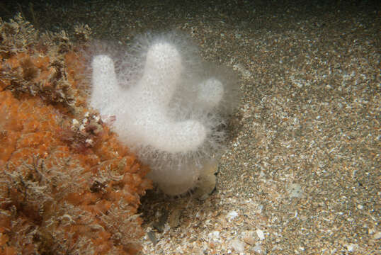 Image of Dead man’s fingers