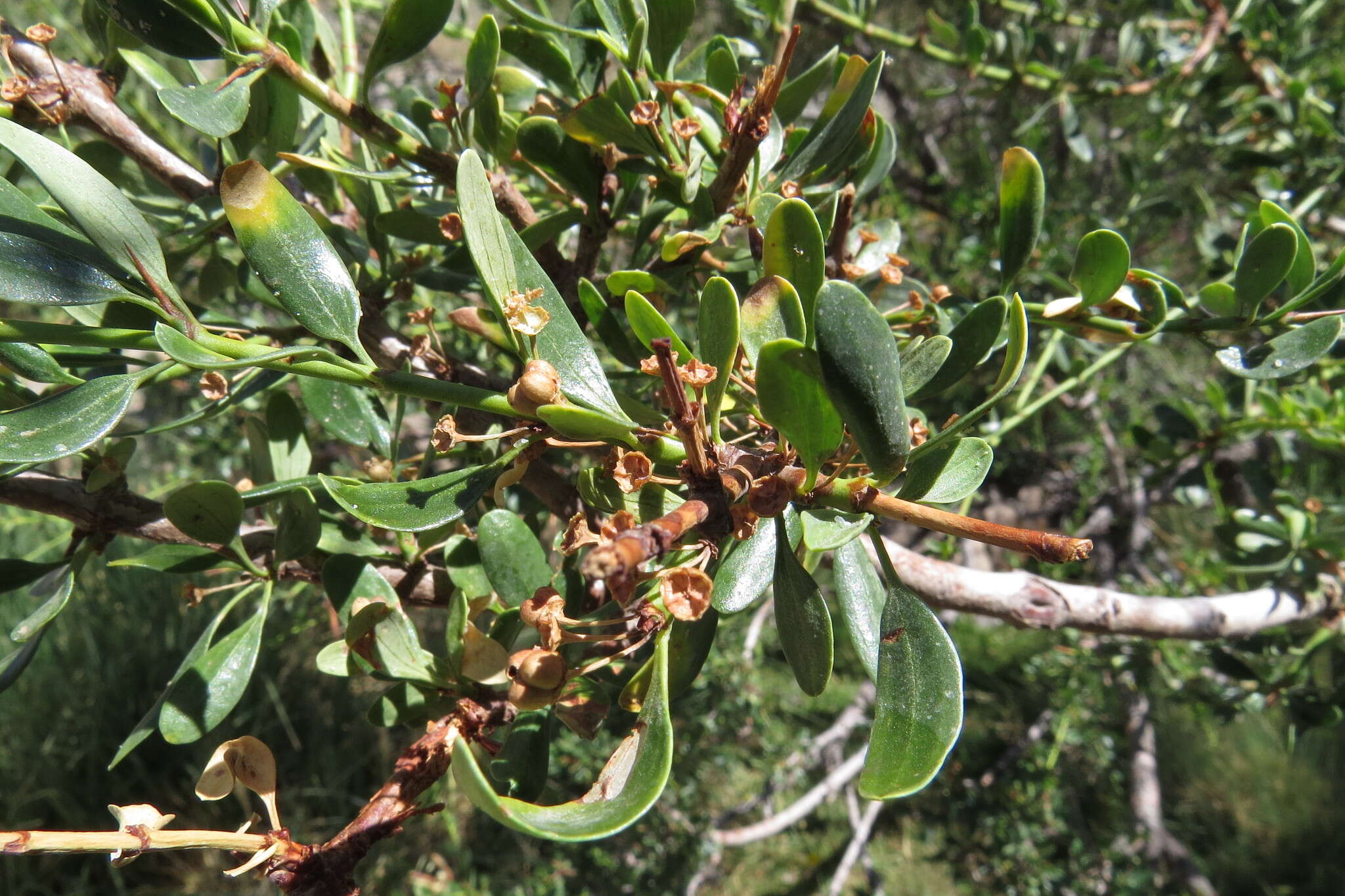 Image of Chacaya trinervis (Gillies ex Hook.) Escalante