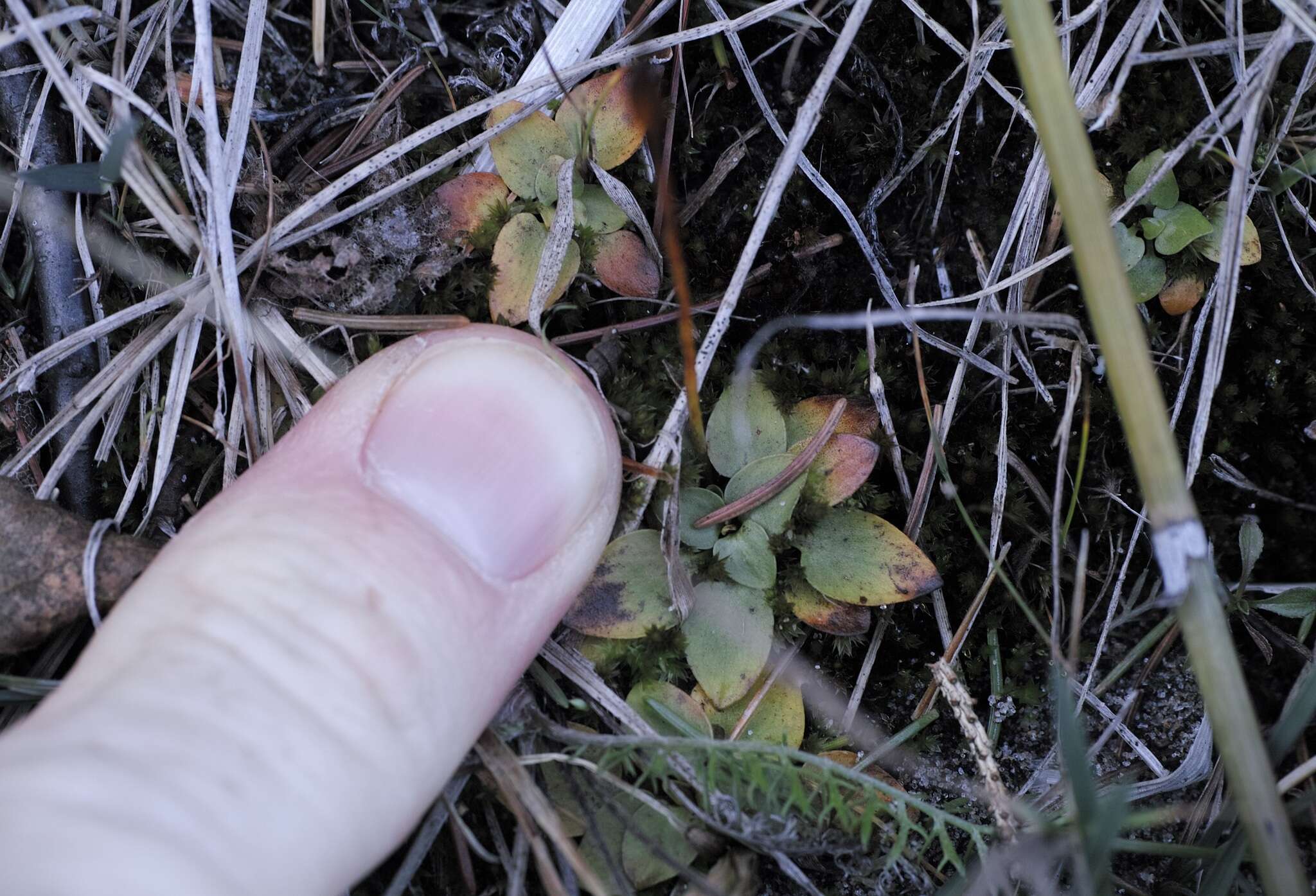 Image de Parnassia palustris var. parviflora (DC.) Boivin