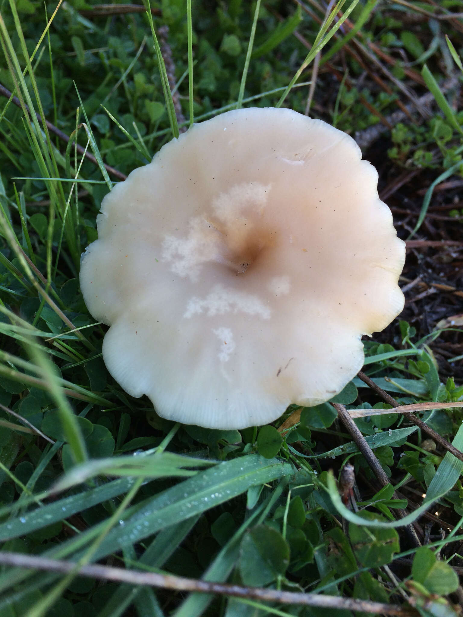 Plancia ëd Clitocybe fragrans (With.) P. Kumm. 1871