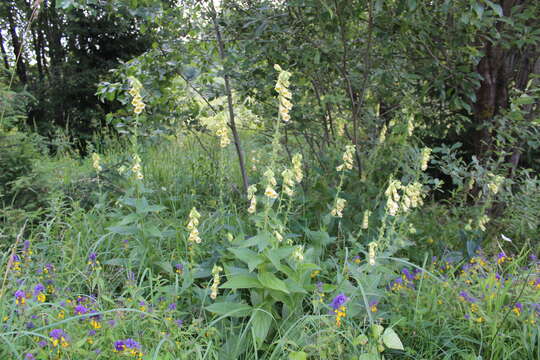 Imagem de Digitalis grandiflora Mill.