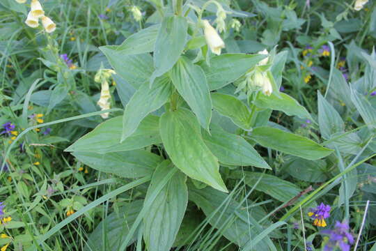 Imagem de Digitalis grandiflora Mill.