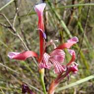 Image of Tritoniopsis ramosa (Klatt) G. J. Lewis