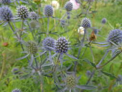 Imagem de Eryngium planum L.