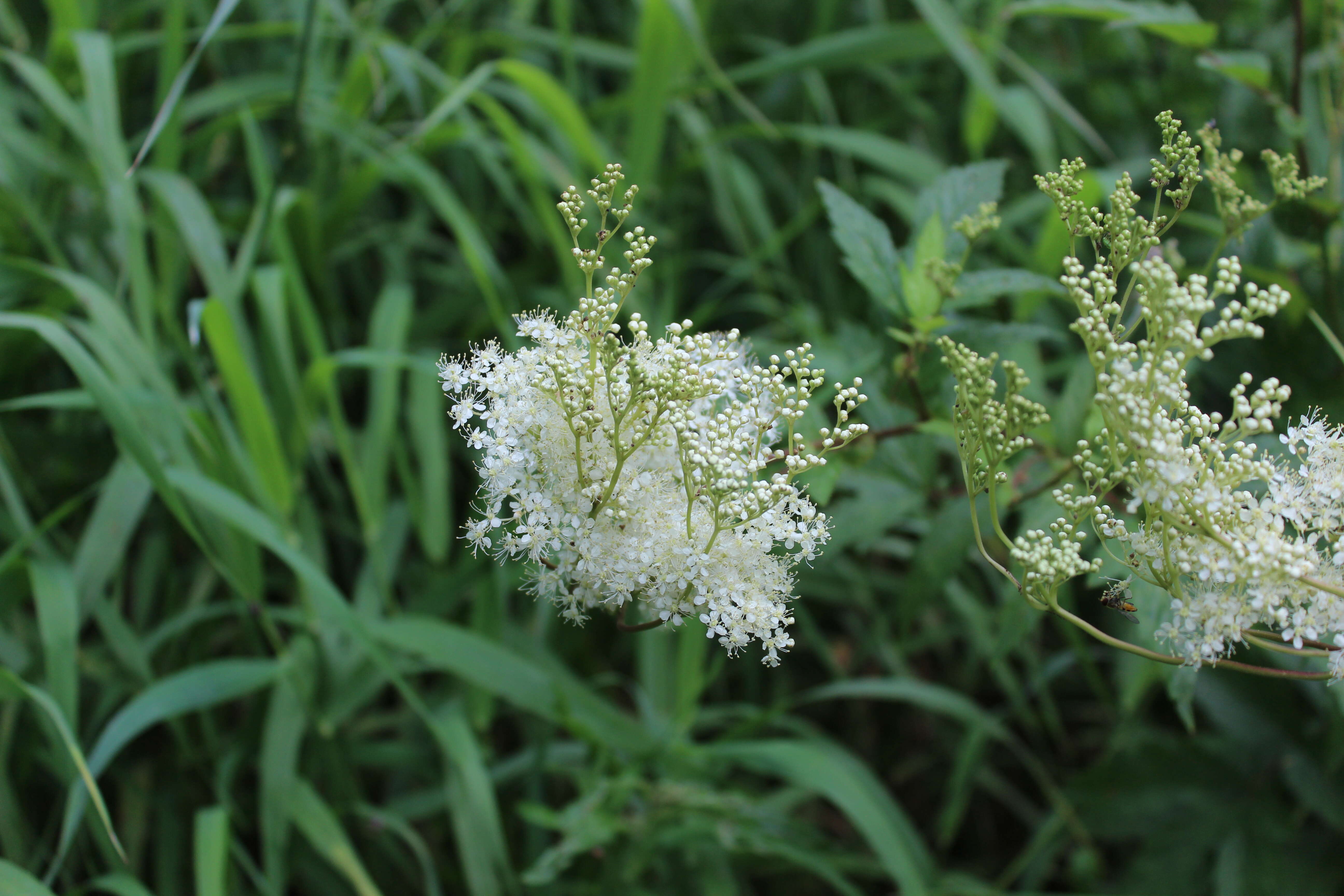 Image of Meadowsweet